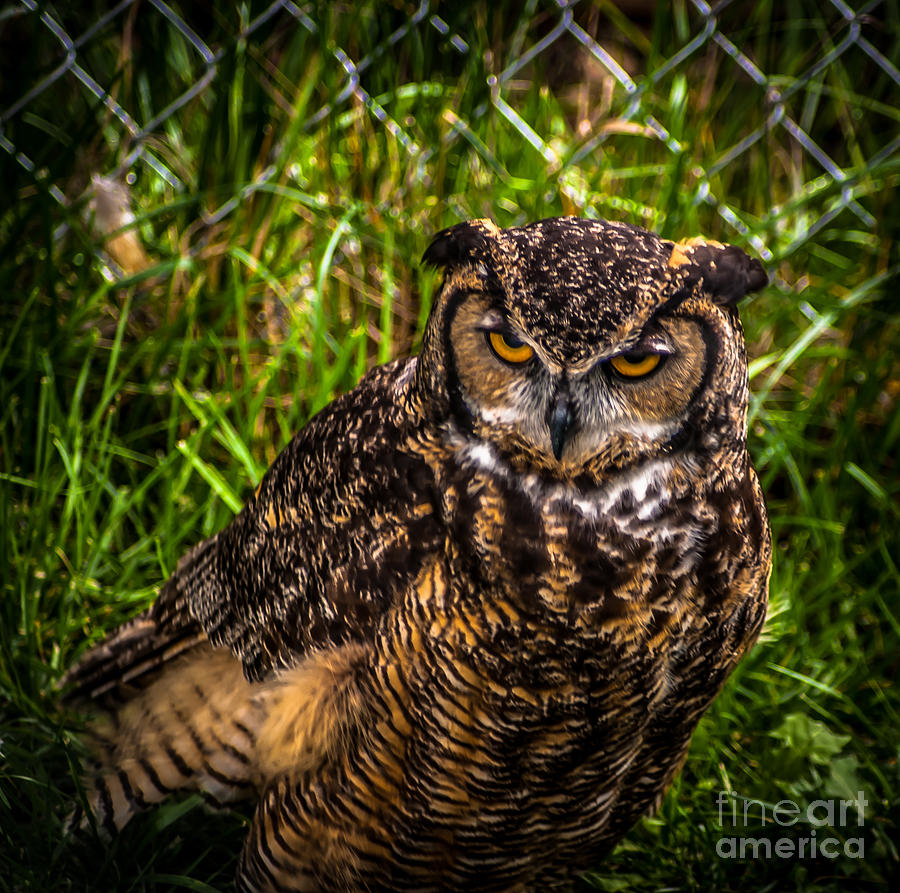 Great Horned Owl Photograph by Blake Webster