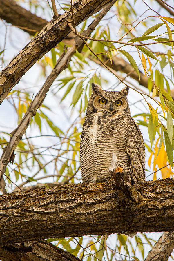 Great Horned Owl Photograph by Bret Barton
