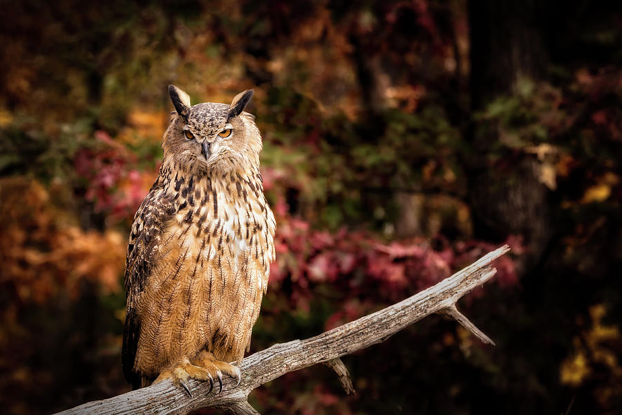 Great Horned Owl Photograph by C  Renee Martin