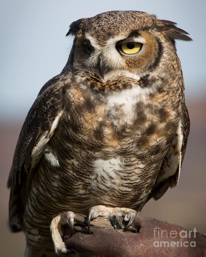 Great Horned Owl Photograph - Great Horned Owl by Caroline Jeanine Great Horned Owl Photograph - Great Horned Owl by Caroline Jeanine