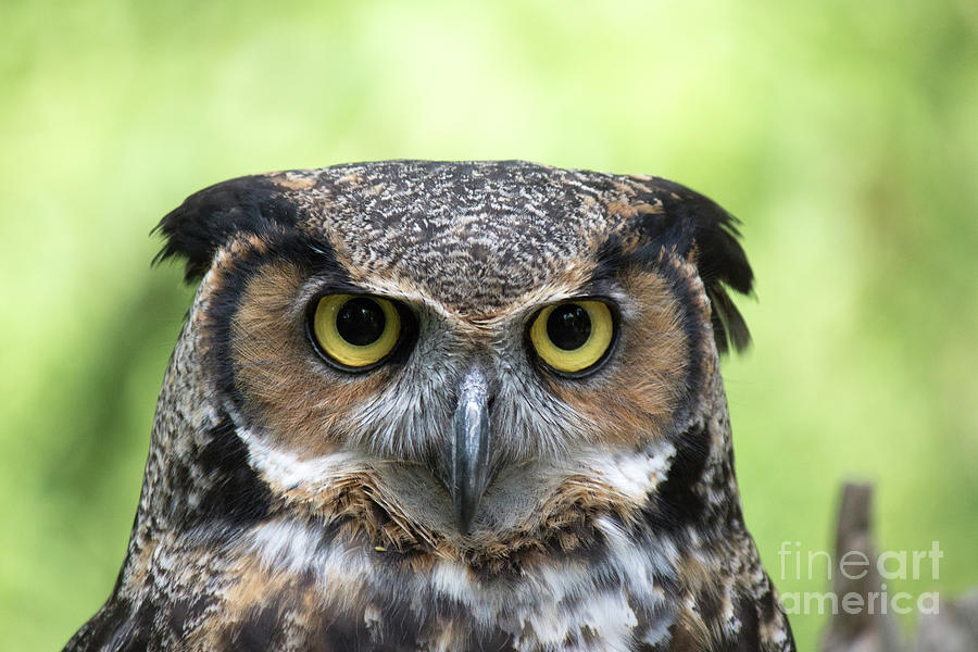 Owl Photograph - Great Horned Owl by CJ Park