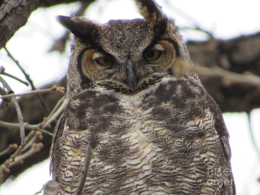 Great Horned Owl Photograph by Cindy Fleener