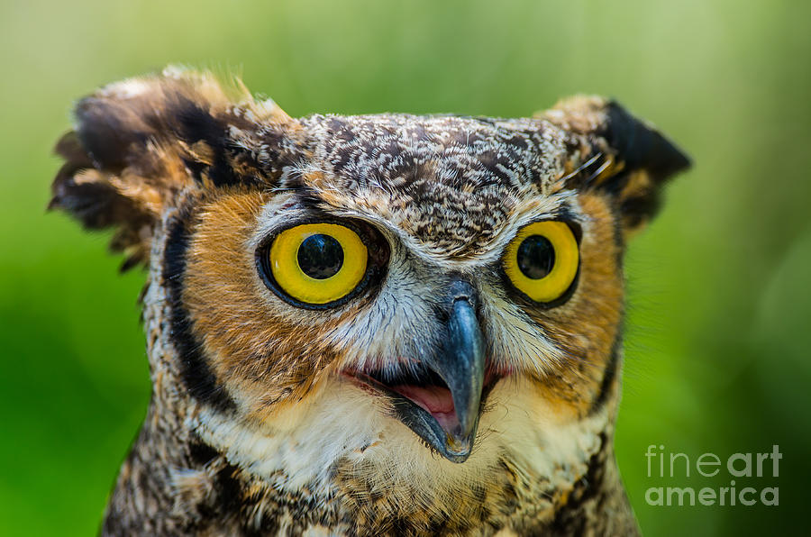 Great Horned Owl Close Up Photograph by Stephen Whalen