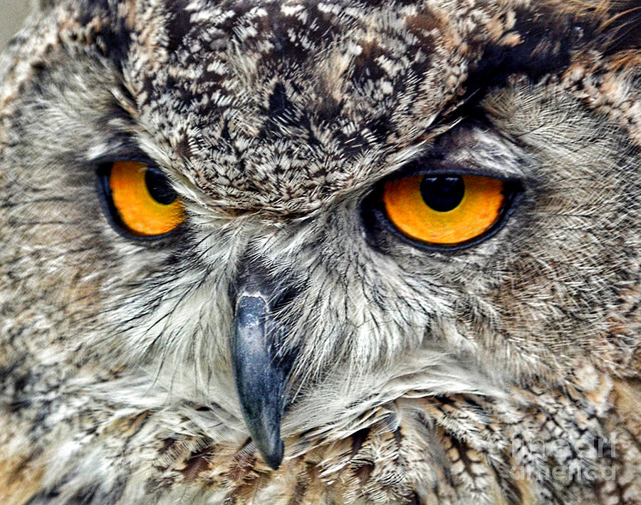 Great Horned Owl Closeup Photograph by Jim Fitzpatrick