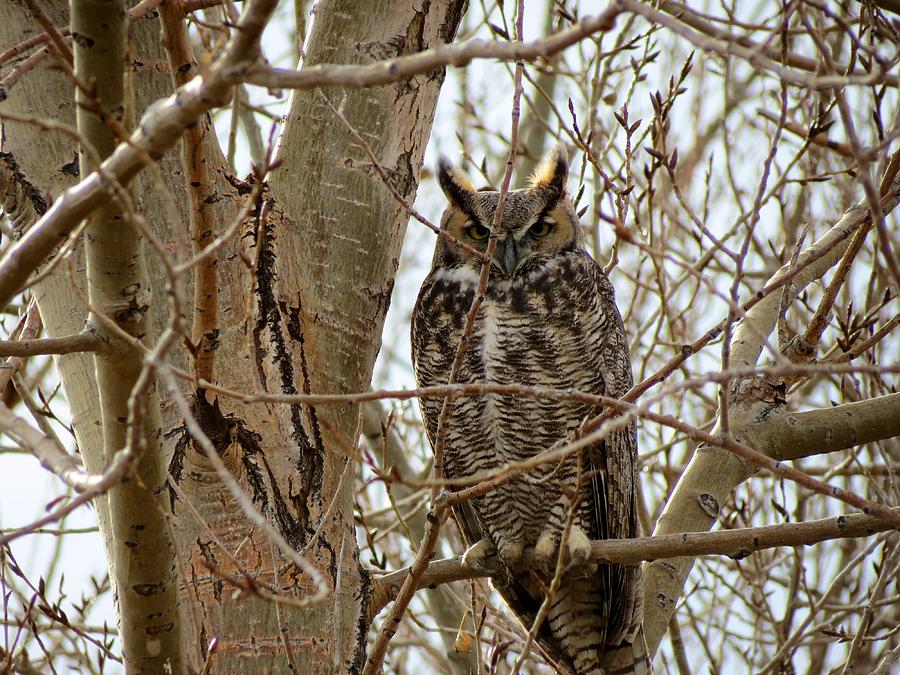 Great Horned Owl Photograph by Connor Beekman