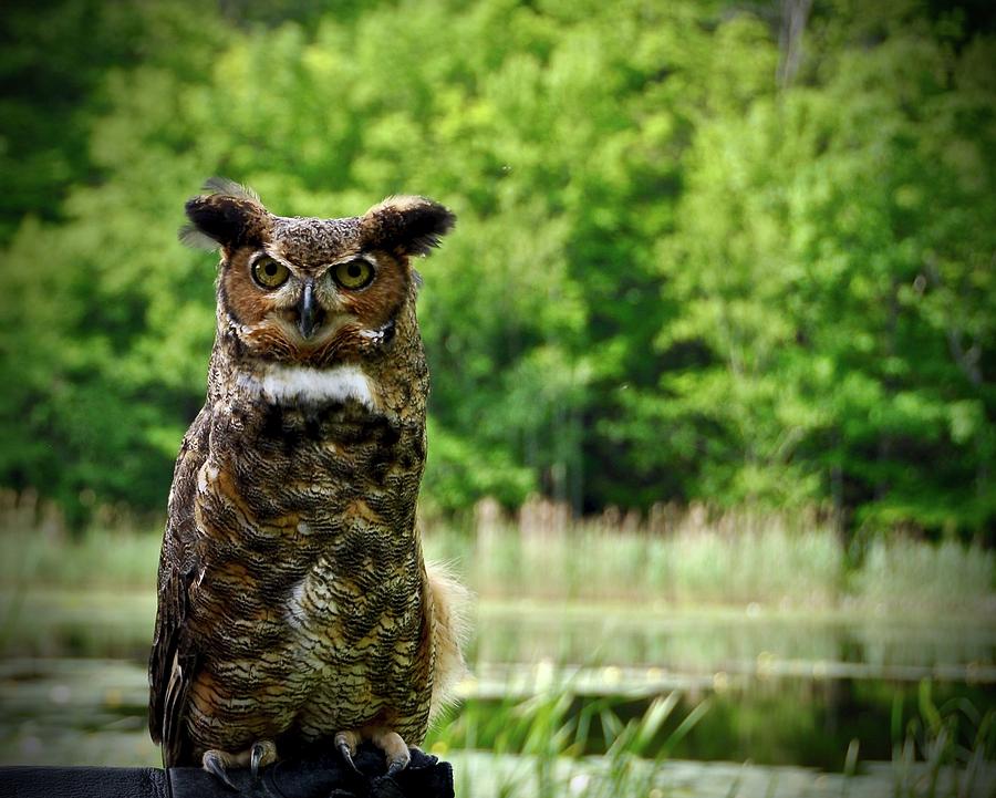 Great Horned Owl Photograph by Cornelia DeDona