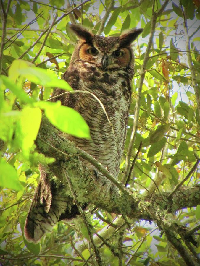 Great Horned Owl Photograph by Cynthia Guinn