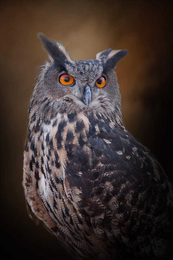 Great Horned Owl Photograph by David and Carol Kelly