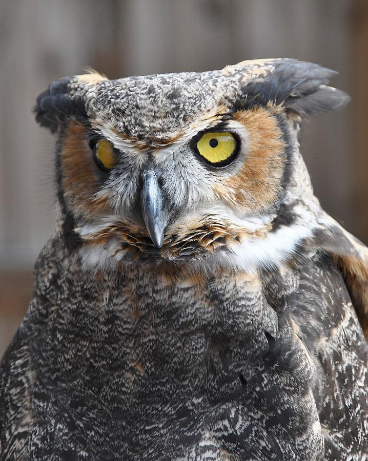 Great Horned Owl Photograph by David Campione