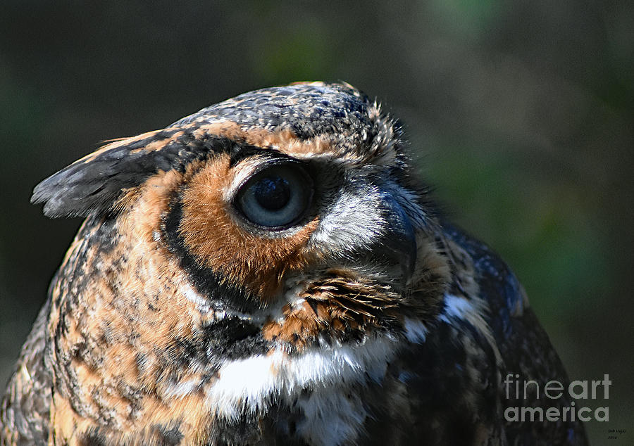 Great Horned Owl Photograph by DB Hayes