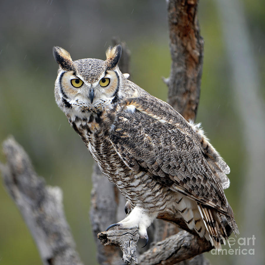 Great Horned Owl Photograph by Denise Bruchman