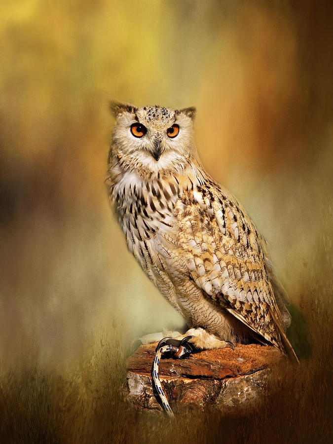 Eurasian Eagle-owl - Bubo Bubo Digital Art