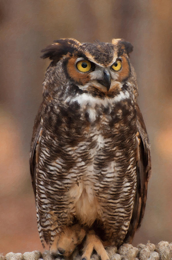 Owl Digital Art - Great Horned Owl Digital Oil by Flees Photos
