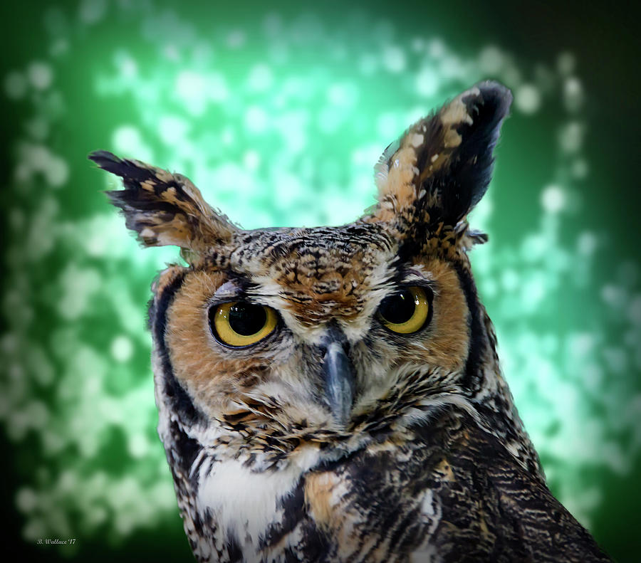 Nature Photograph - Great Horned Owl Face by Brian Wallace