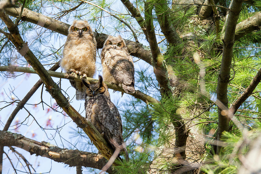 Great Horned Owl Family Photograph by Scene by Dewey