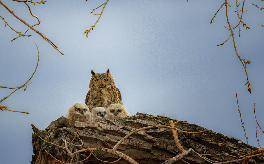 Owl Photograph - Great Horned Owl Family by Jared Perry