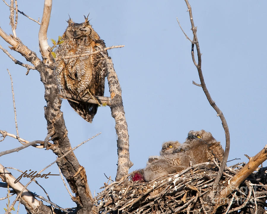 Great Horned Owl Photograph - Great Horned Owl Family by Bon and Jim Fillpot