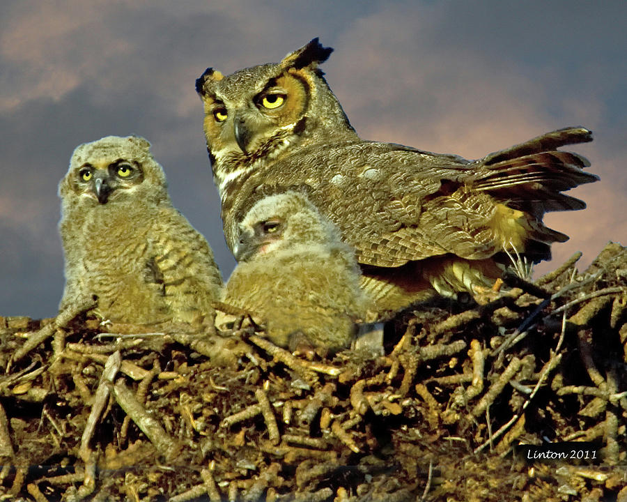 Great Horned Owl Family Photograph by Larry Linton