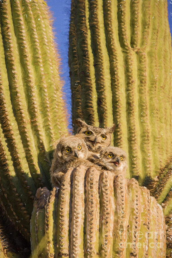 Great Horned Owl Family Photograph by Marianne Jensen