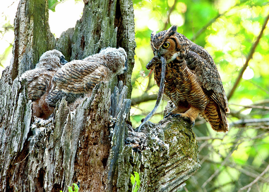 Owl Photograph - Great Horned Owl Feeding Black Rat Snake to babies by Donna Caplinger