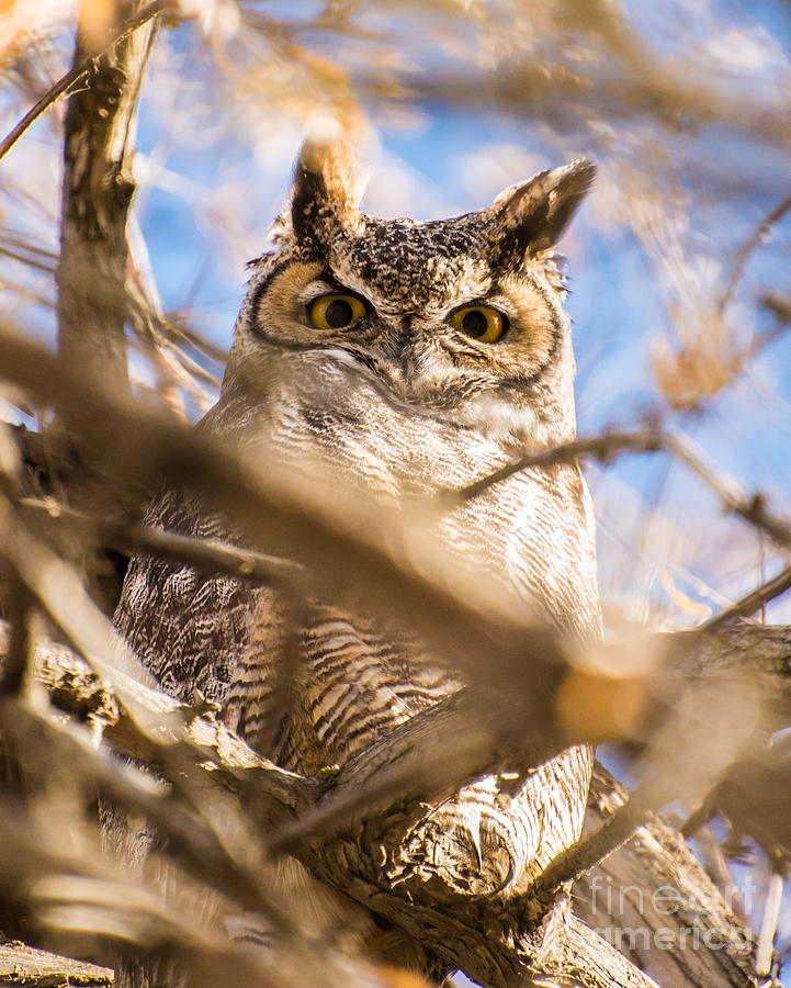 Great Horned Owl - Fielding Garr Ranch Photograph by Gary Whitton