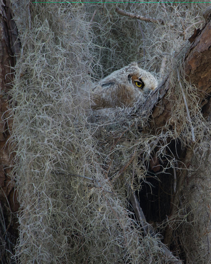 Great Horned Owl Fledgling Photograph by Mitch Spence
