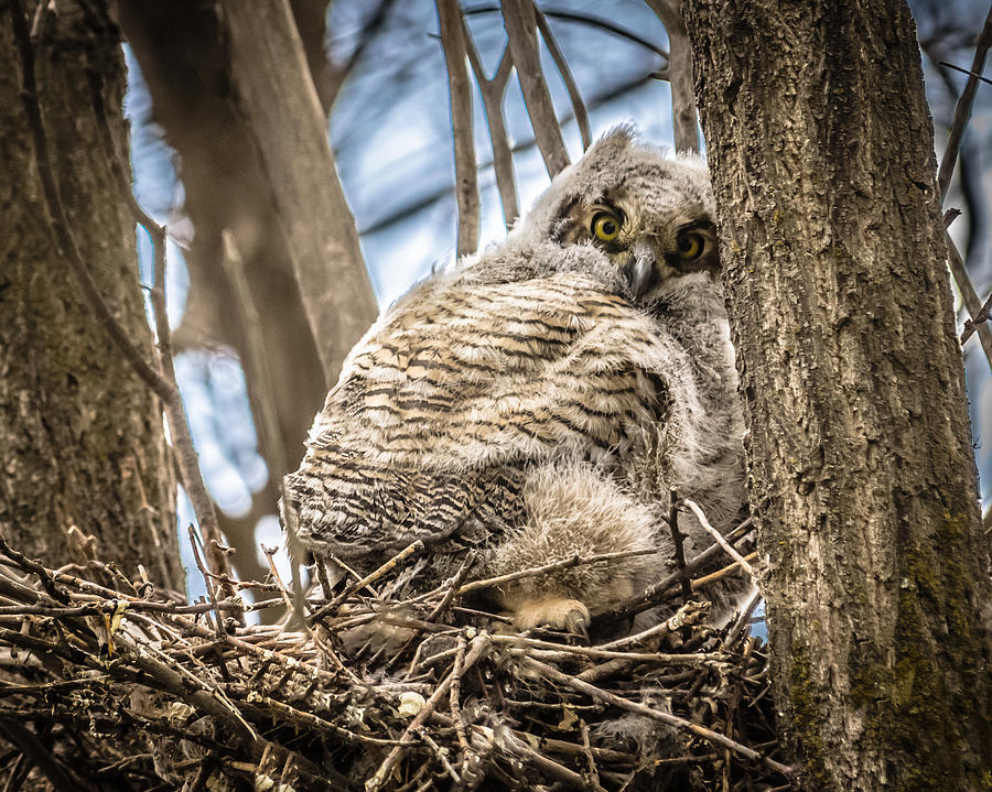 Great-Horned Owl Fledgling Photograph by Yeates Photography