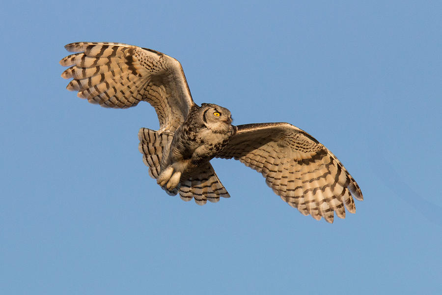 Great Horned Owl Flight Photograph by Tony Hake