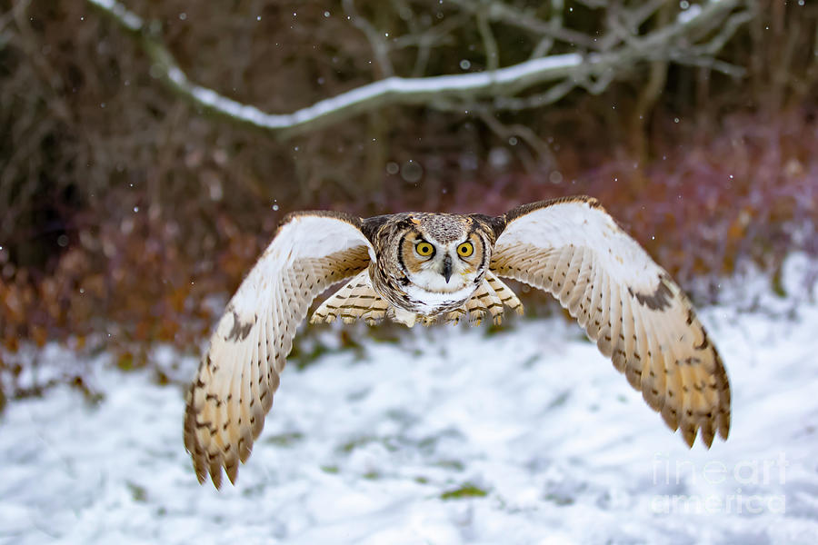 Owl Photograph - Great Horned Owl Flying At You by CJ Park