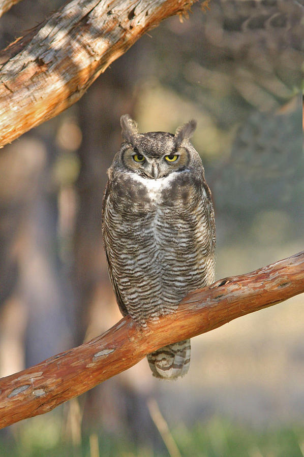 Great Horned Owl Photograph by Gary Wing