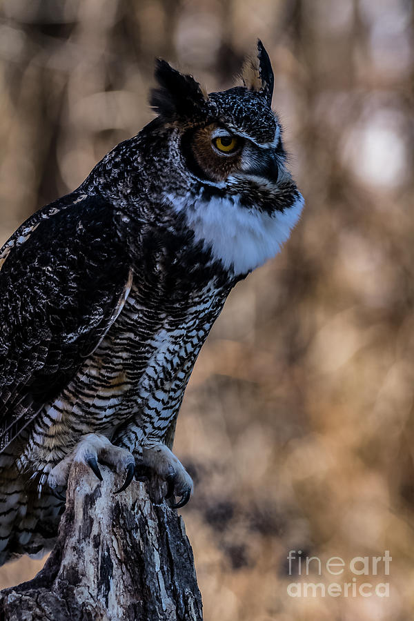 Owl Photograph - Great Horned Owl Giving a Hoot by CJ Park