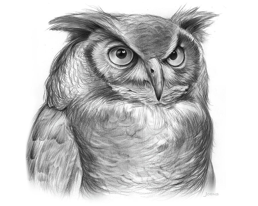 Owl Drawing - Great Horned Owl by Greg Joens