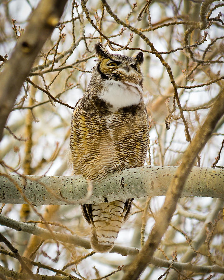 Great Horned Owl Photograph by Greg Norrell
