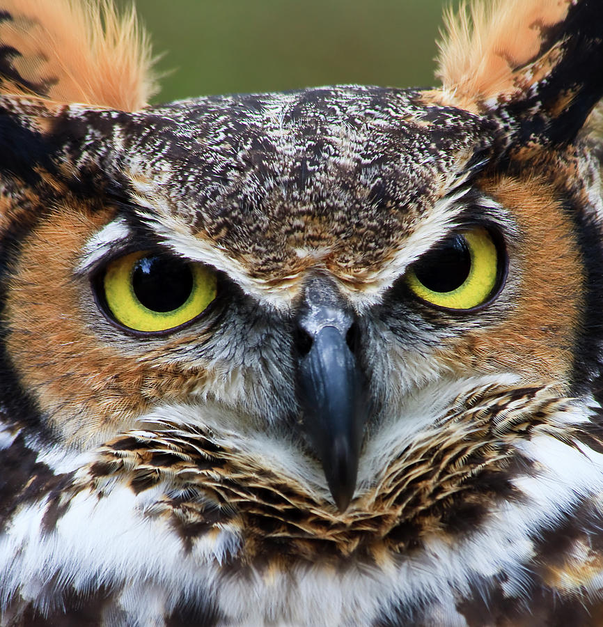Great Horned Owl Head Shot Photograph by Jill Lang