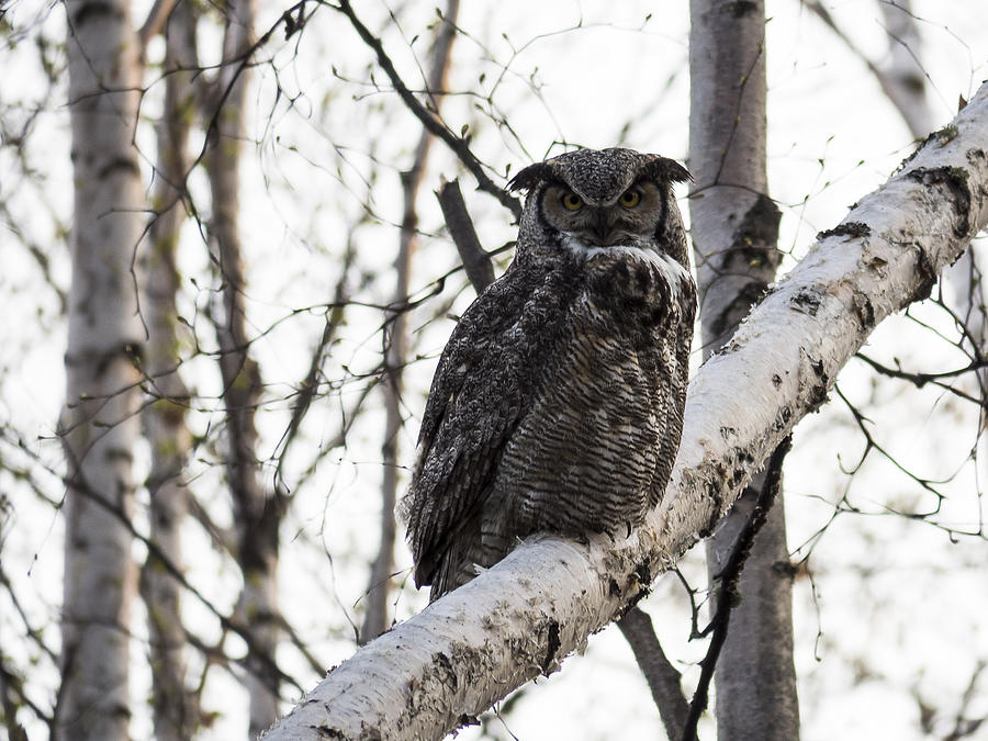 Great Horned Owl Photograph by Ian Johnson