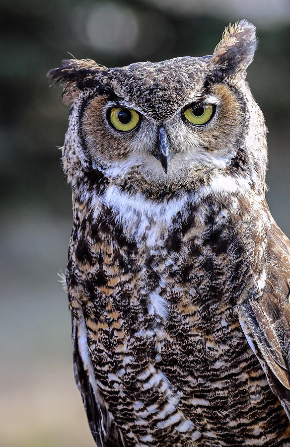 Great Horned Owl III Photograph by Athena Mckinzie