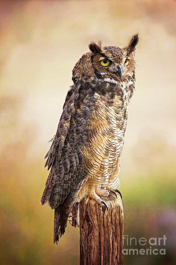 Great Horned Owl In Evening Light Photograph by Sharon McConnell