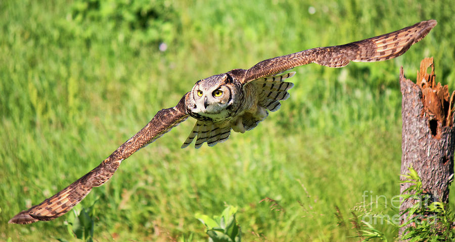 Great Horned Owl in Flight Photograph by CJ Park