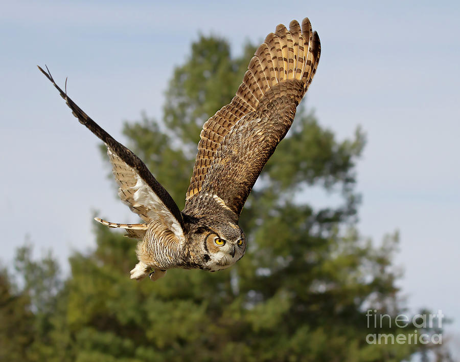 Great Horned Owl in Flight Photograph by Sherry Butts - Pixels