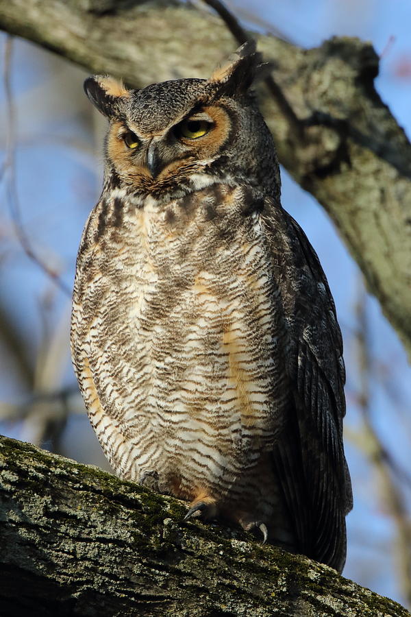 Great Horned Owl in Morning Sun Photograph by Coby Cooper