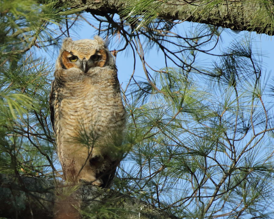 Great Horned Owl in Pine left Photograph by Coby Cooper