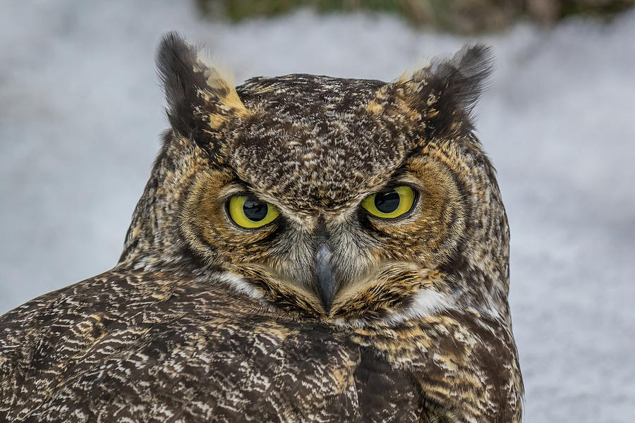 Great Horned Owl in Snow Photograph by Wild Montana Images - Fine Art ...