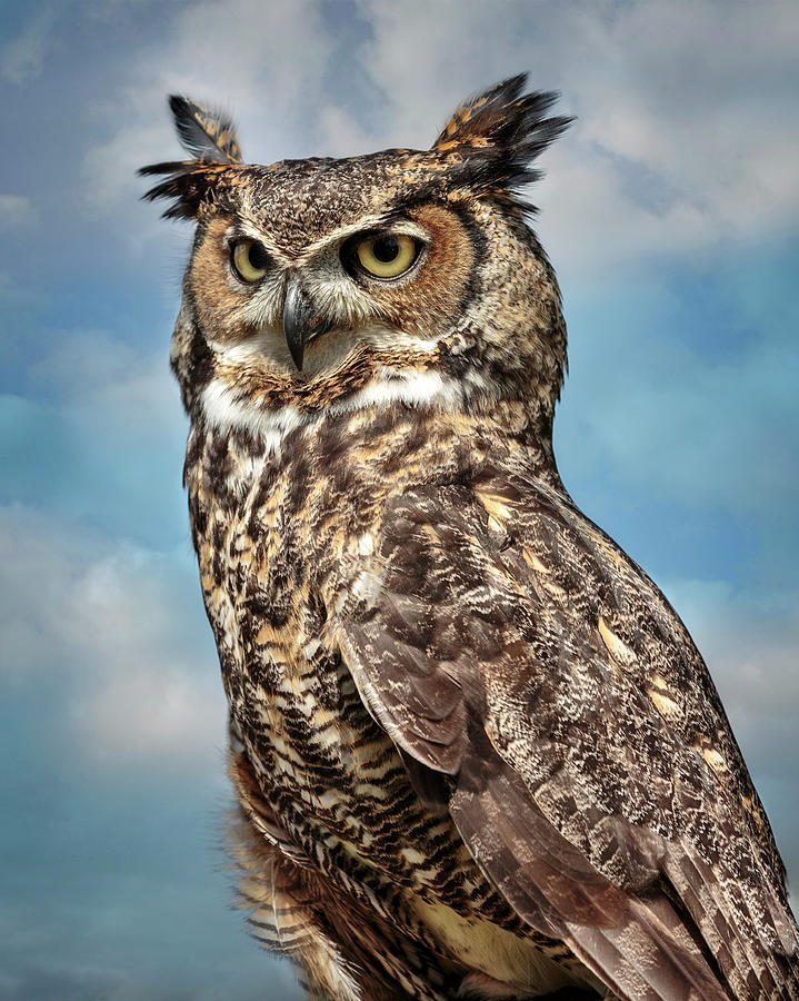 Great Horned Owl In The Clouds Photograph by Wes and Dotty Weber