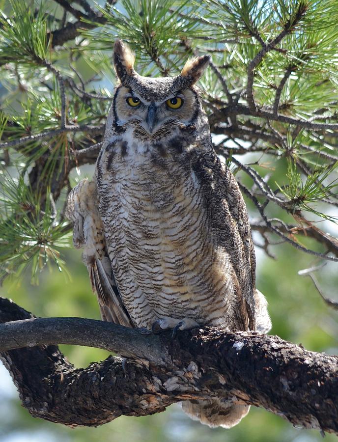 Great Horned Owl in the Tree Photograph by Richard Bryce and Family