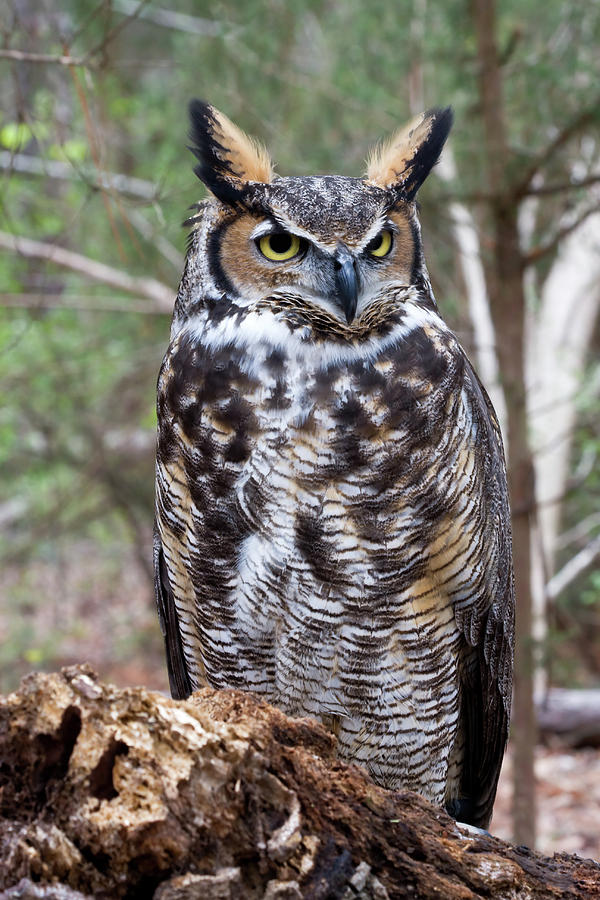 Great Horned Owl In The Woods Photograph