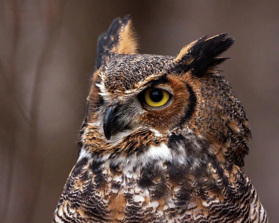 Great Horned Owl Photograph by Ira Marcus