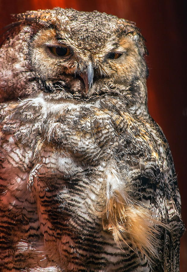 Great Horned Owl Photograph by Jeff Townsend