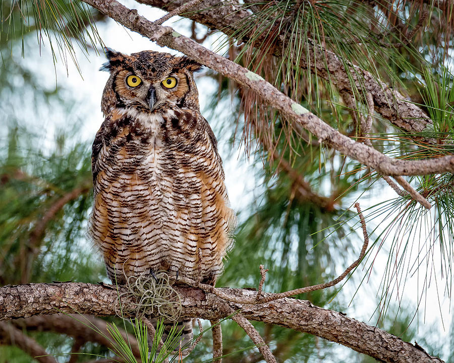 Nature Photograph - Great Horned Owl by Joe Myeress