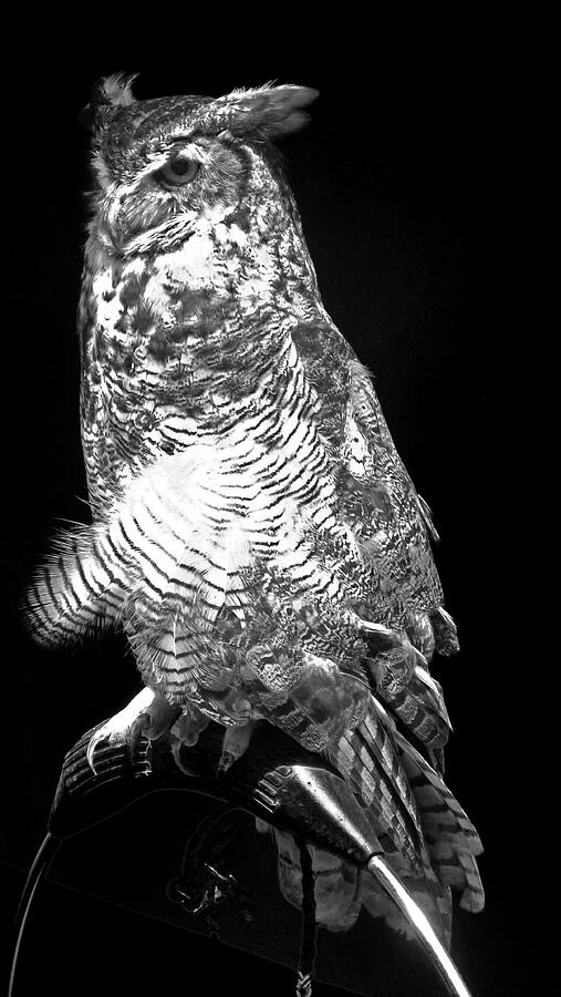 Great Horned Owl  Photograph by Joyce Wasser