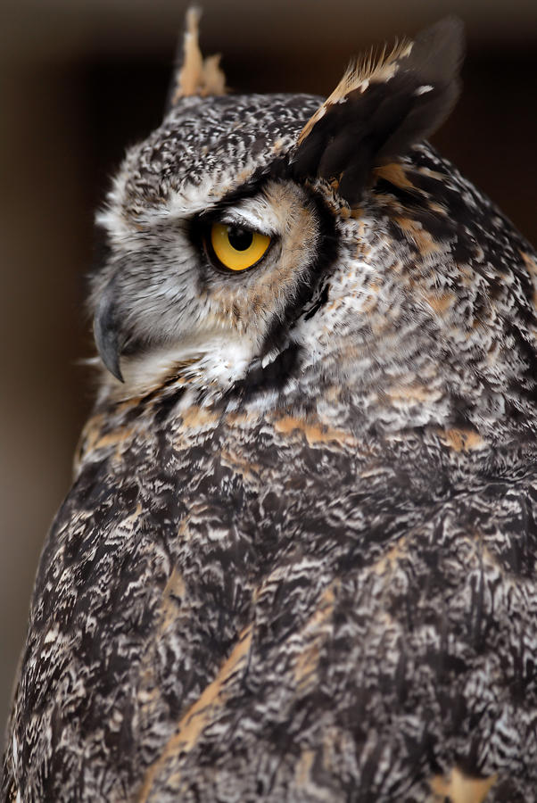 Great Horned Owl Photograph by JT Lewis